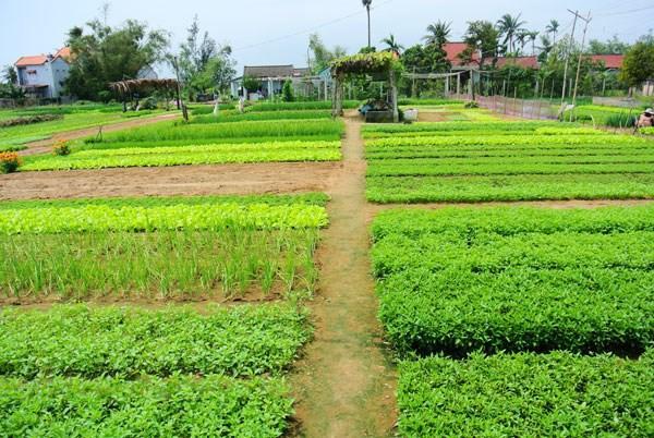 Green House Homestay Hoi An Bagian luar foto
