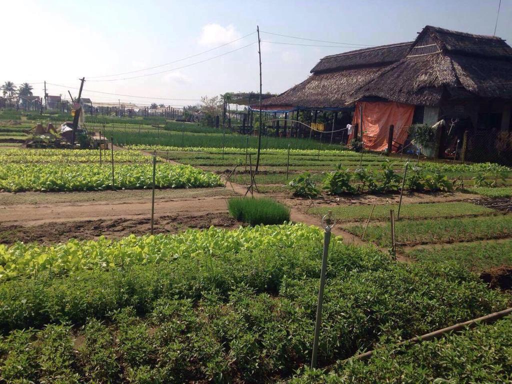 Green House Homestay Hoi An Bagian luar foto